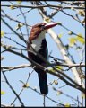 _9SB2372 white-throated kingfisher